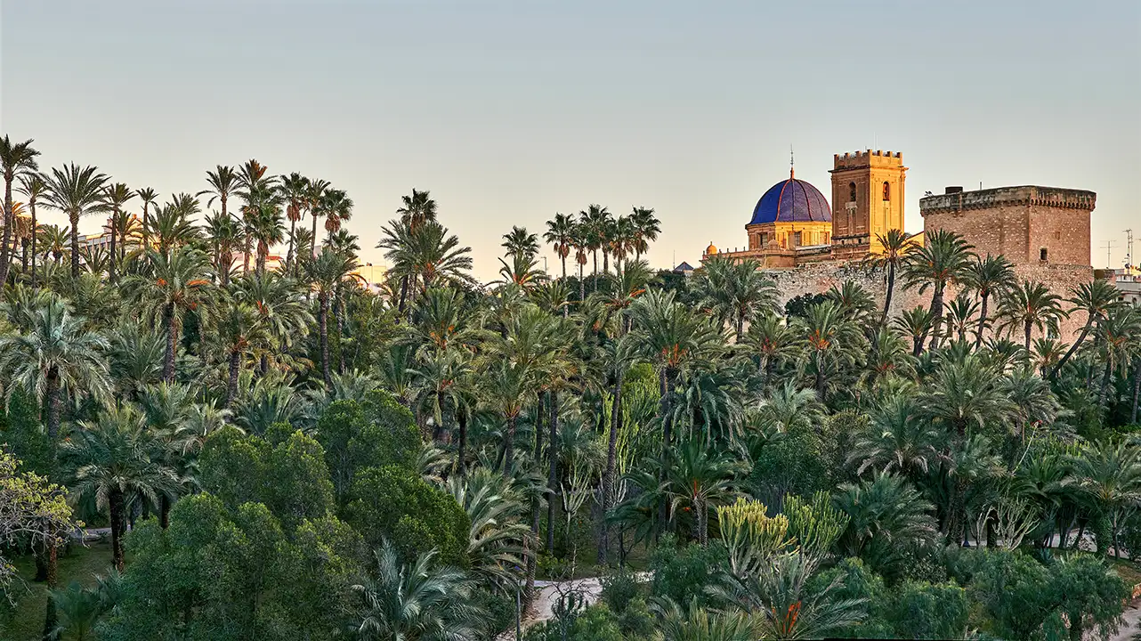 Palm Grove of Elche