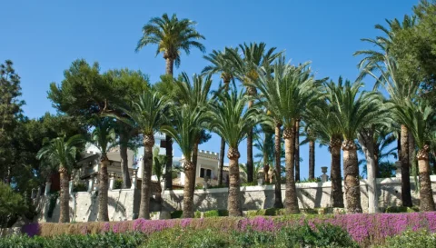 palms in Elche